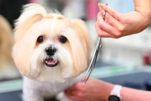 scuola per toelettatori